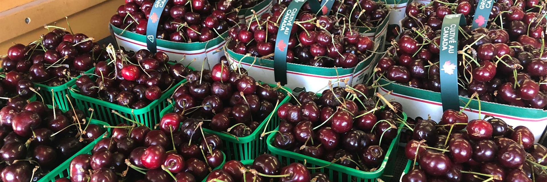 box of cherries from an orchard in blenheim 
