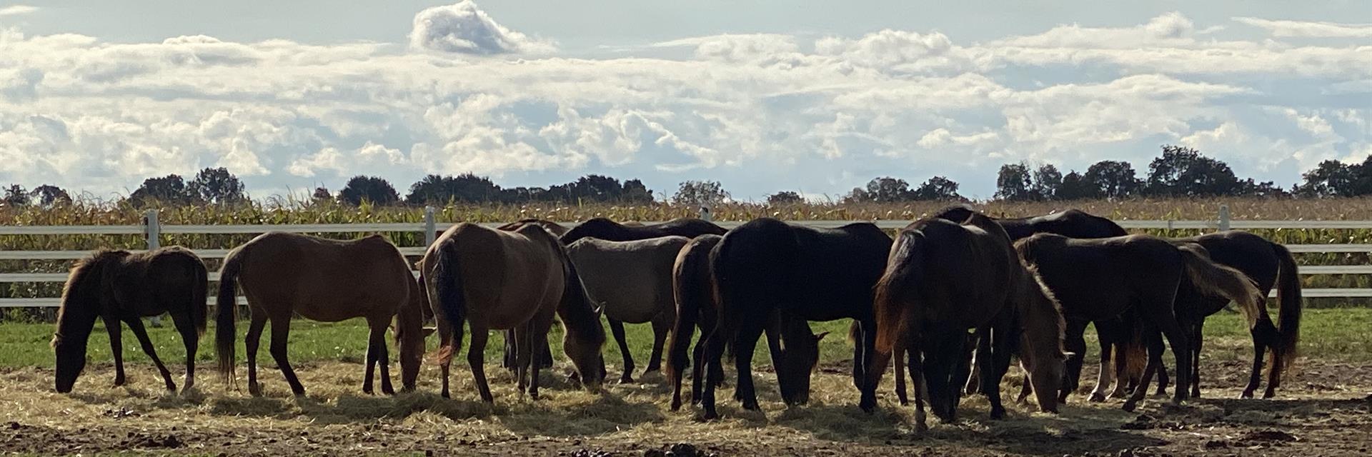 spirit horses gathered in a field together 