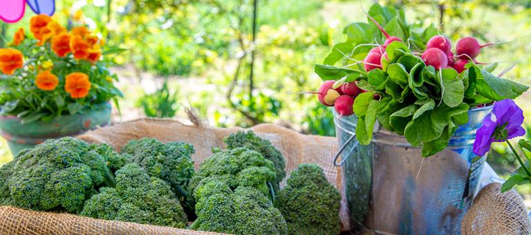 Fresh vegetables, including broccoli, radishes, and lettuce available now at the Country Garden Market