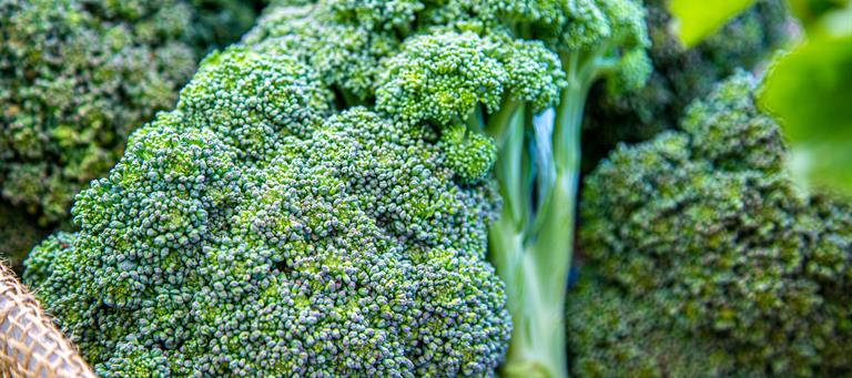 Broccoli grown fresh in Chatham-Kent by Country Garden Market 