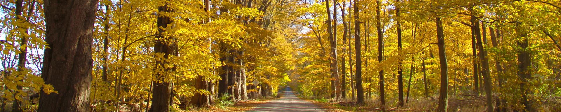 Image of a rural fall road in Chatham-Kent