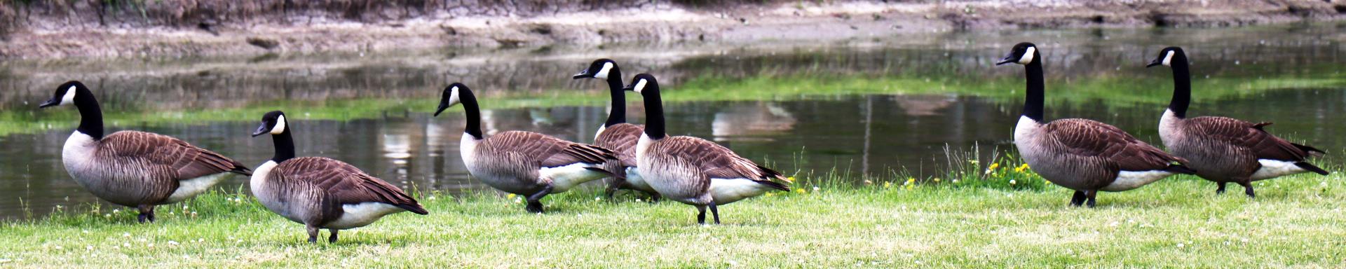 Image of Canada Geese on Mud Creek