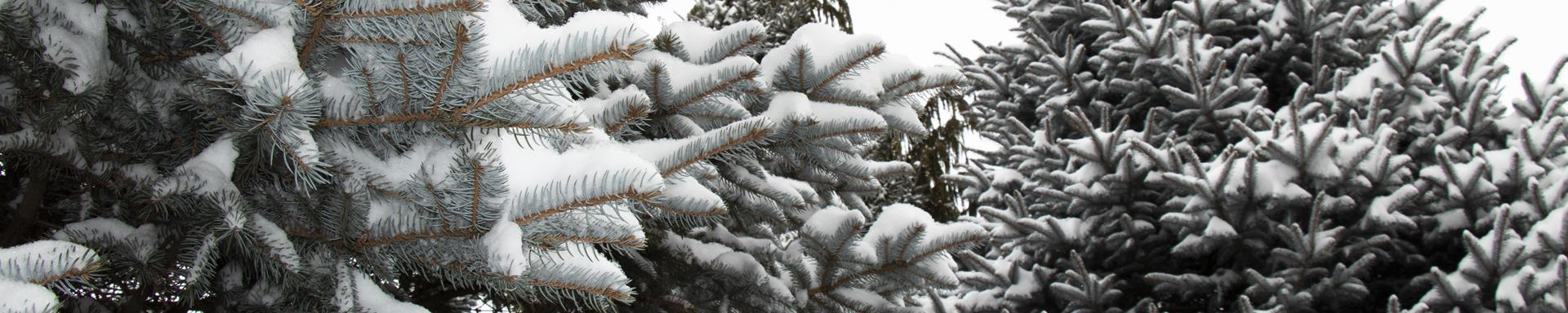 Image of evergreens covered in snow on the Mud Creek Trail