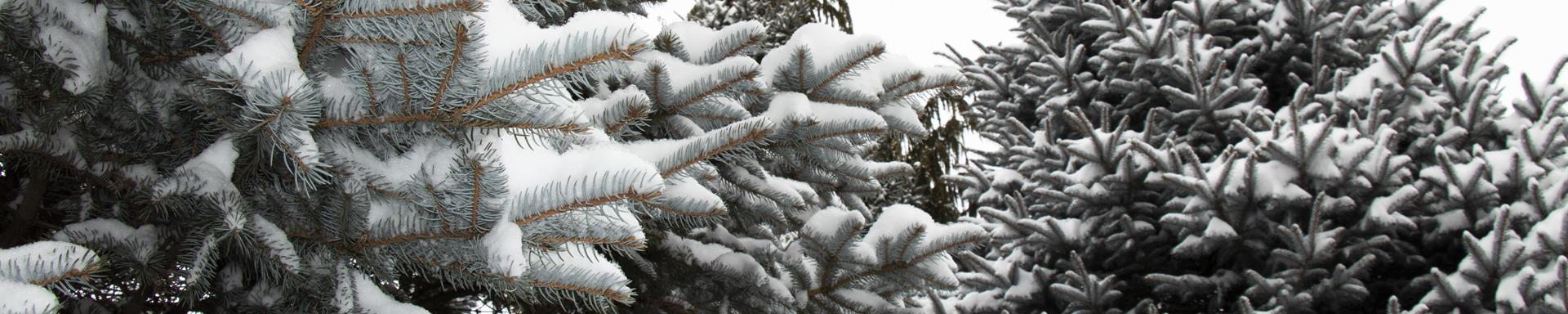 Snow on Evergreens around the Mud Creek Walking Path