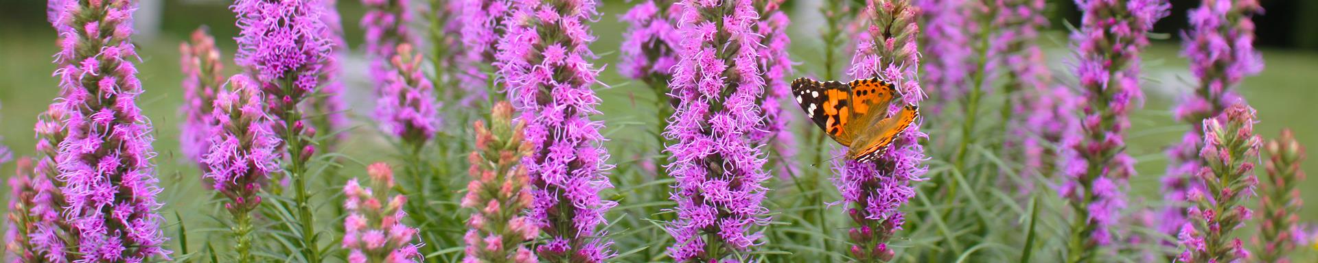 Image of purple flowers growing in Merlin.