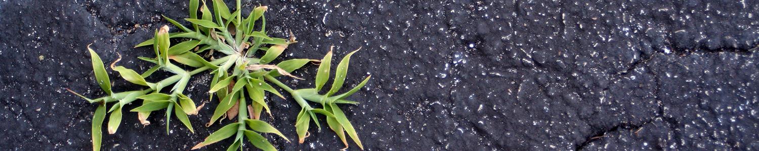 Image of a plant growing through asphalt.