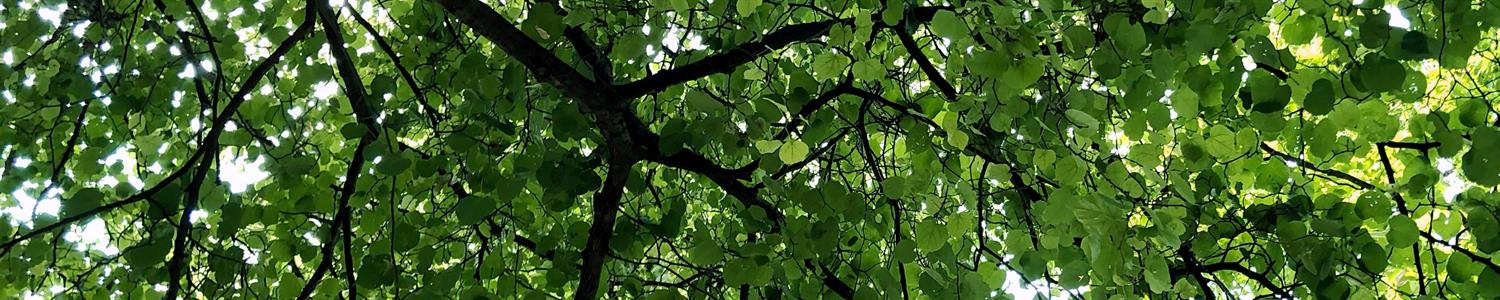 Image of the sun peeking through a tree canopy in Tecumseh Park