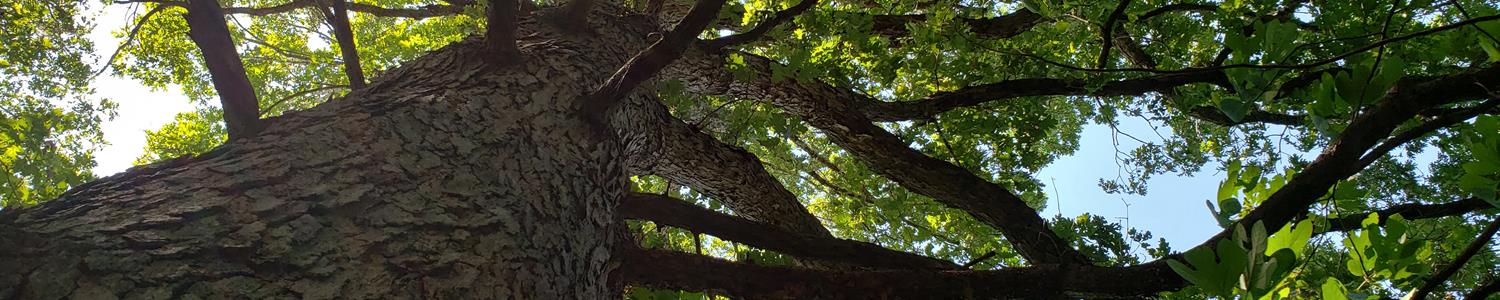 Photo looking up into a tree canopy 