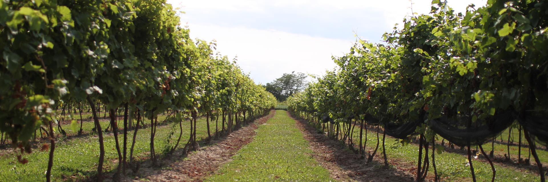 Vineyard with lush trees.