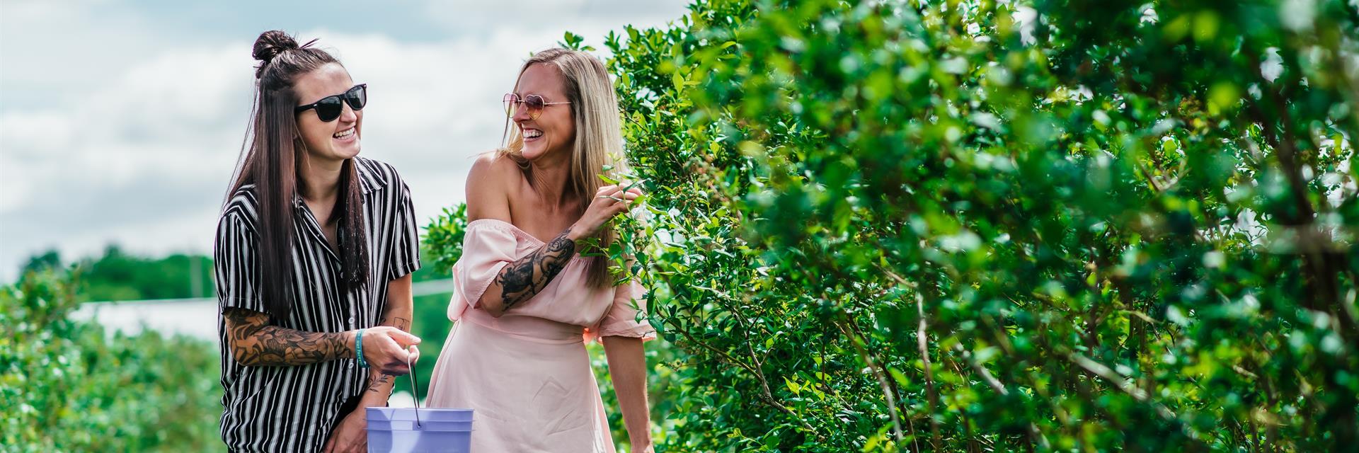 A young couple picking blue berries.