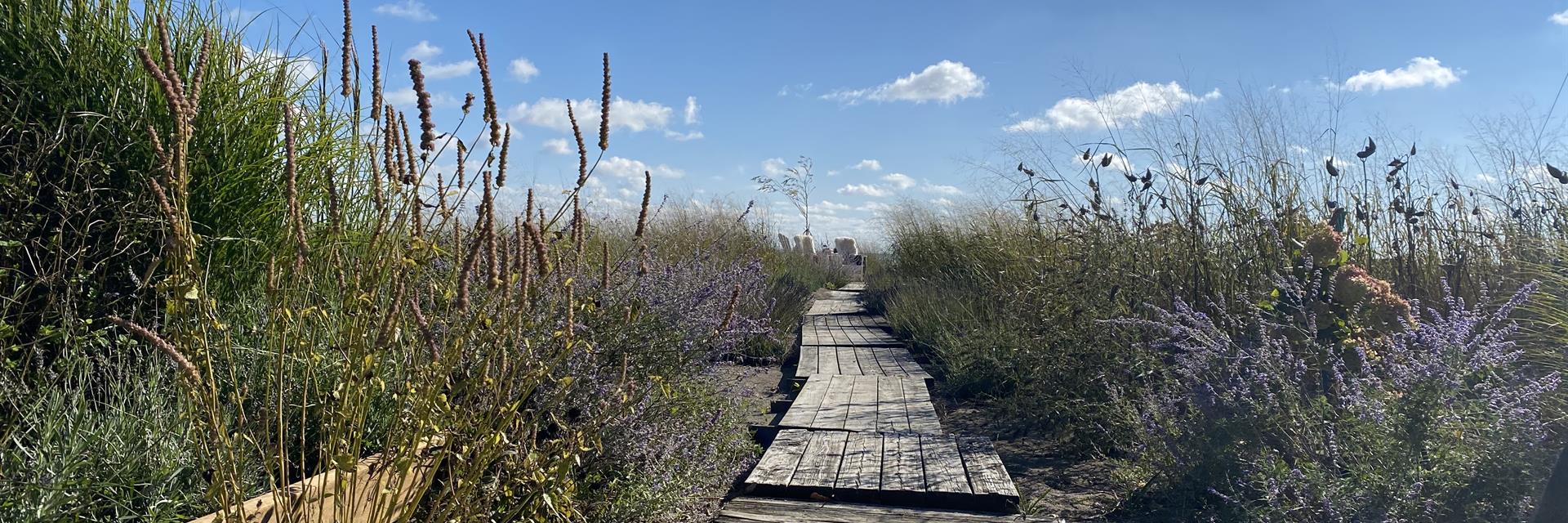 Walkway through a lavender garden toward the beach.