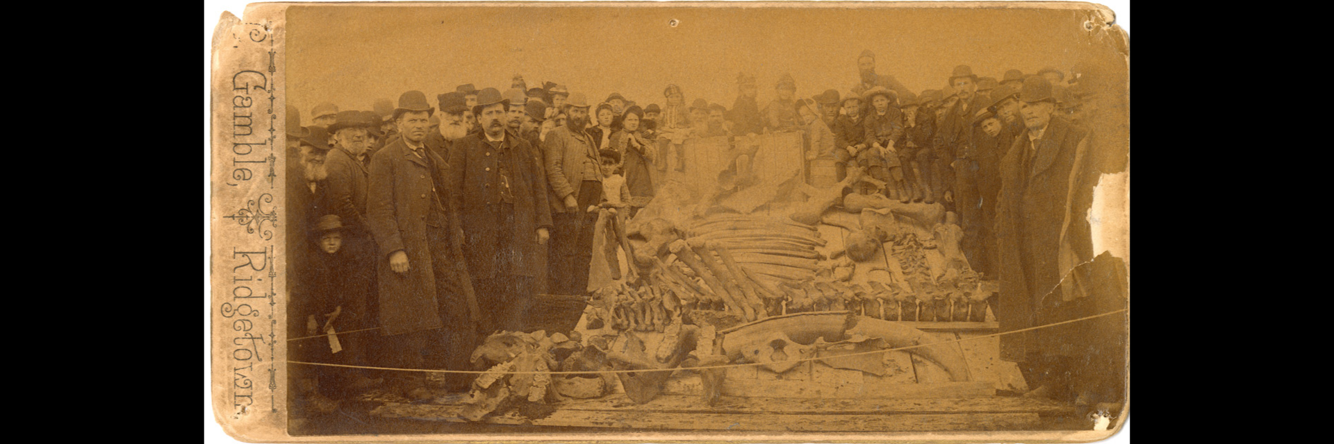 vintage photo of highgate mastadon bones