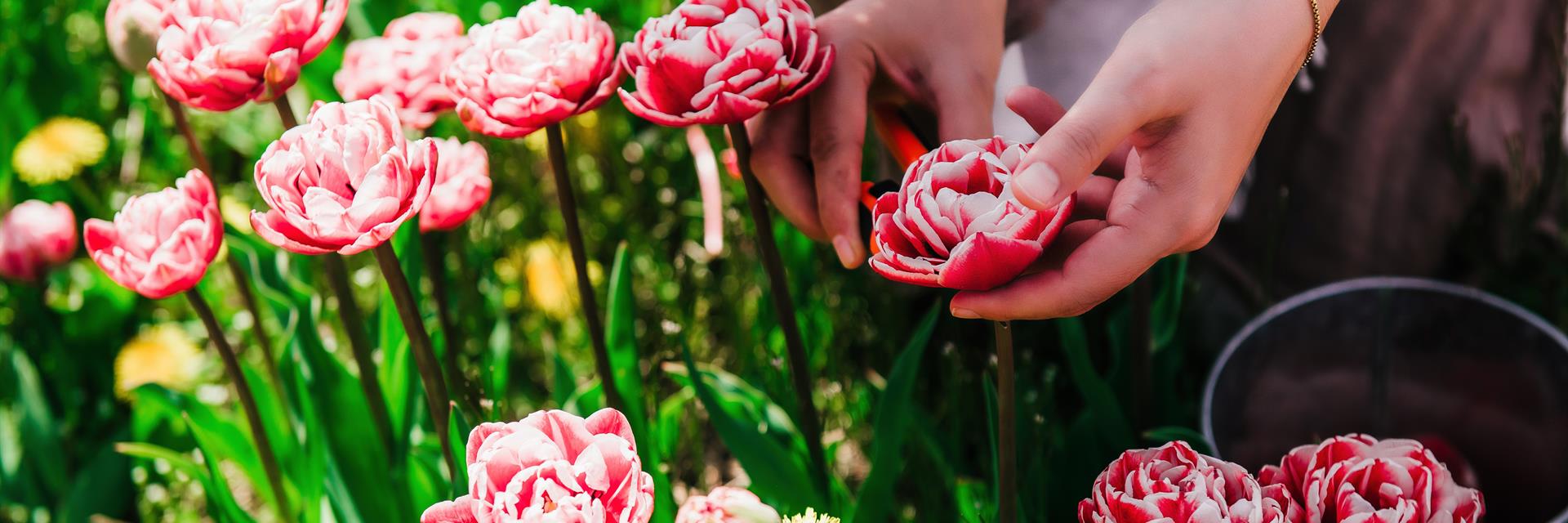 hand holding tulip in a field 