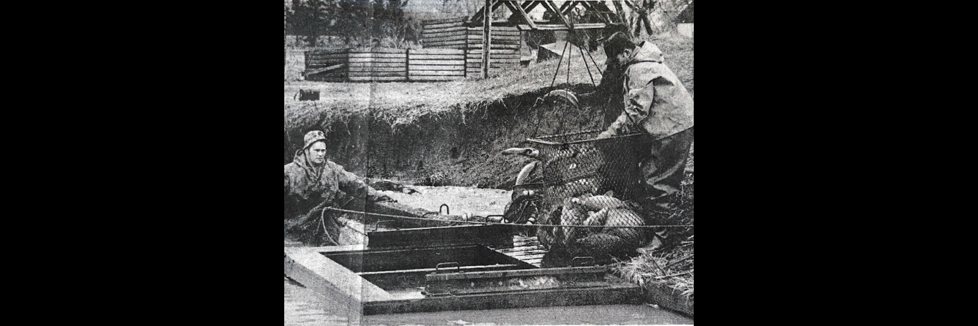 men pulling up carp from Mitchell's Bay 