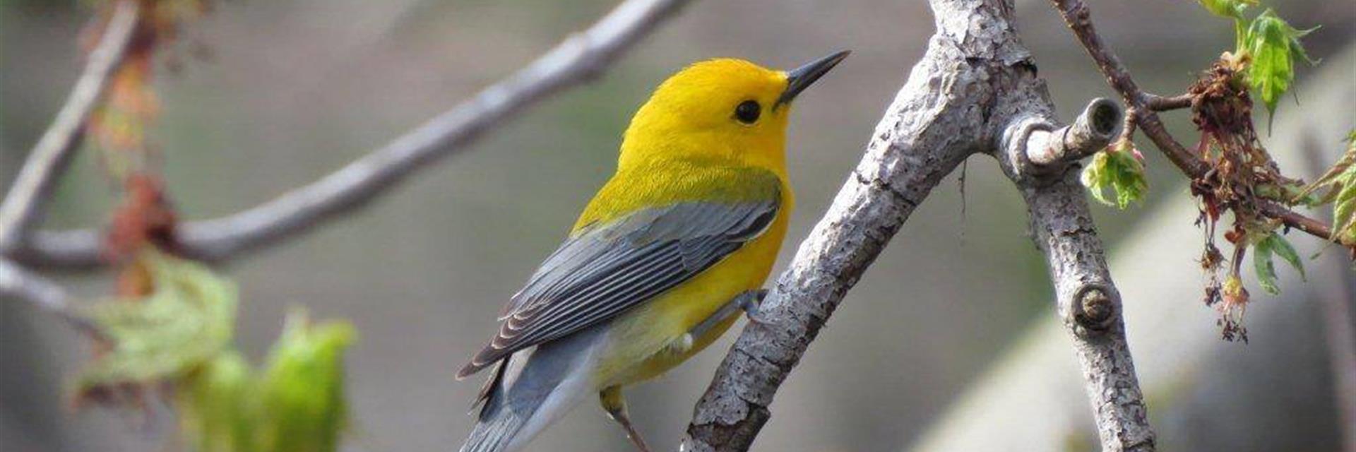 bird in rondeau park