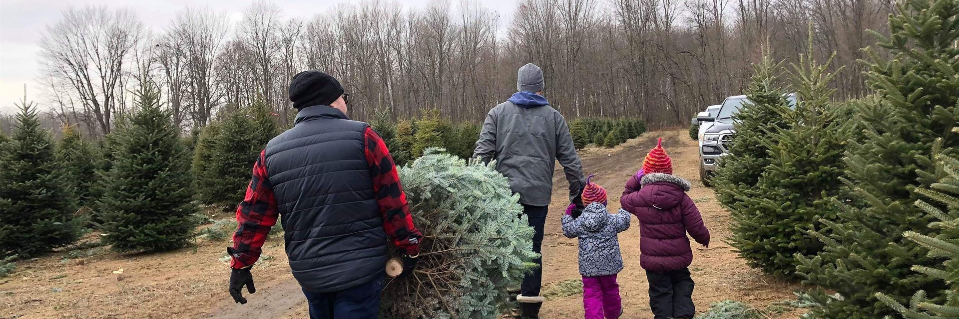 men with christmas trees and children in a farm carrying the tree