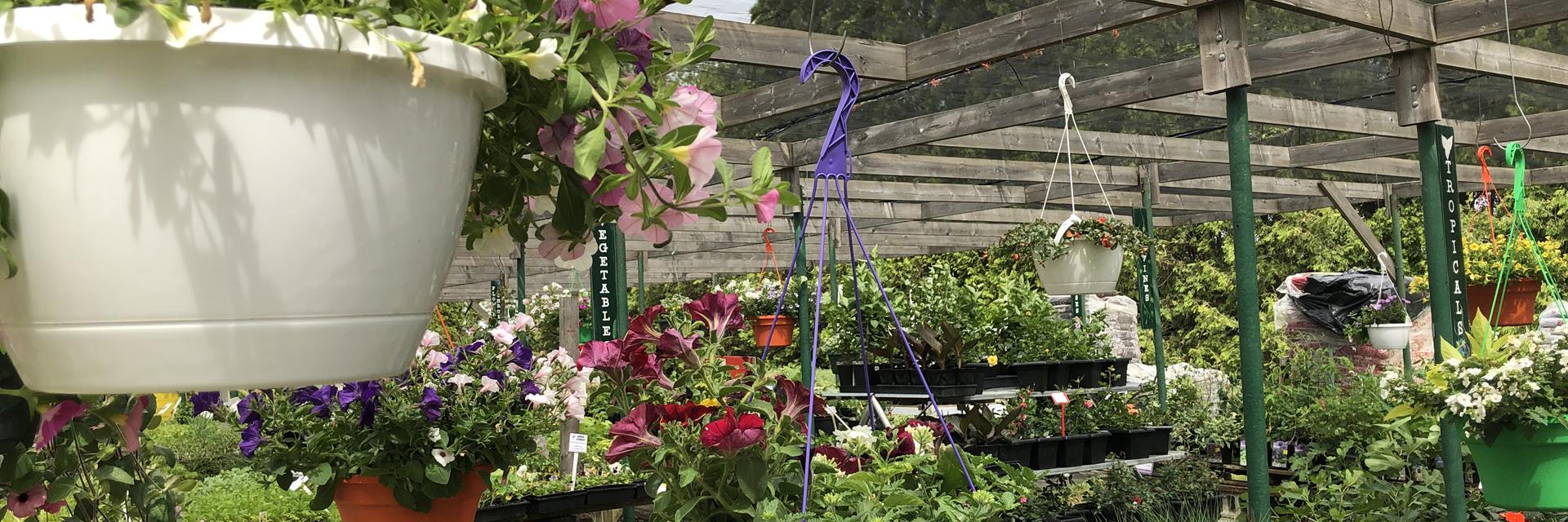flowers hanging and in a stand