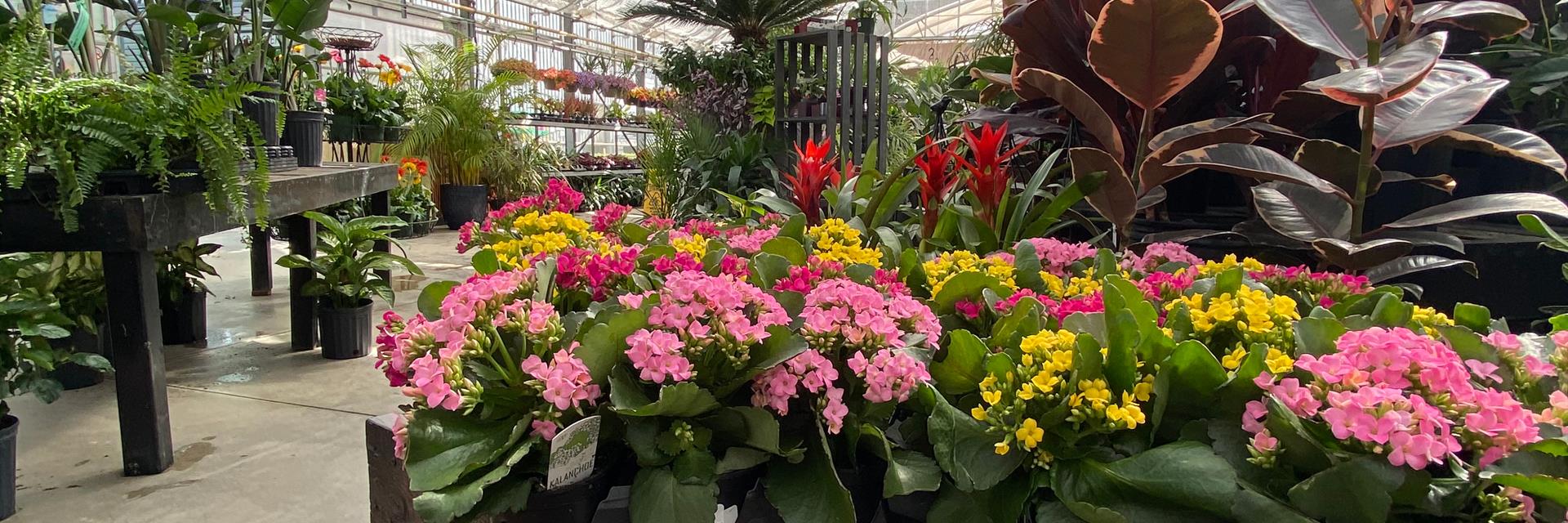 Flowers inside a garden centre in ck