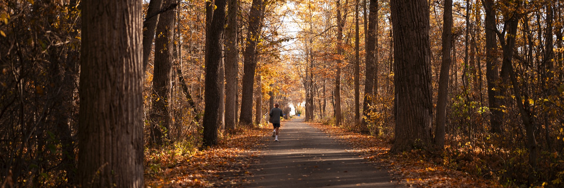 fall leaves and trees and road shot 