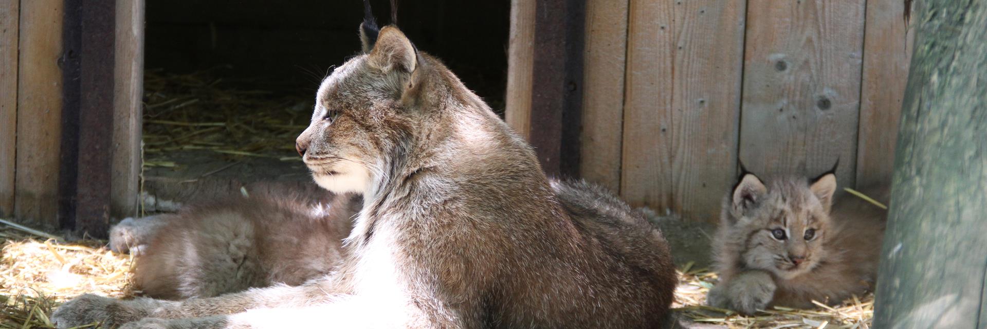 two linx cubs sit in the sun